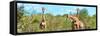 Awesome South Africa Collection Panoramic - Herd of Giraffes-Philippe Hugonnard-Framed Stretched Canvas