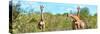 Awesome South Africa Collection Panoramic - Herd of Giraffes-Philippe Hugonnard-Stretched Canvas