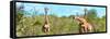 Awesome South Africa Collection Panoramic - Herd of Giraffes-Philippe Hugonnard-Framed Stretched Canvas