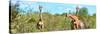 Awesome South Africa Collection Panoramic - Herd of Giraffes-Philippe Hugonnard-Stretched Canvas