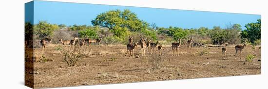 Awesome South Africa Collection Panoramic - Herd of Impalas-Philippe Hugonnard-Stretched Canvas