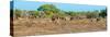 Awesome South Africa Collection Panoramic - Herd of Impalas-Philippe Hugonnard-Stretched Canvas