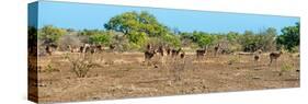 Awesome South Africa Collection Panoramic - Herd of Impalas-Philippe Hugonnard-Stretched Canvas