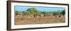 Awesome South Africa Collection Panoramic - Herd of Impalas-Philippe Hugonnard-Framed Photographic Print