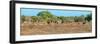 Awesome South Africa Collection Panoramic - Herd of Impalas-Philippe Hugonnard-Framed Photographic Print