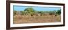 Awesome South Africa Collection Panoramic - Herd of Impalas-Philippe Hugonnard-Framed Photographic Print