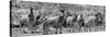 Awesome South Africa Collection Panoramic - Herd of Zebras B&W-Philippe Hugonnard-Stretched Canvas