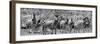 Awesome South Africa Collection Panoramic - Herd of Zebras B&W-Philippe Hugonnard-Framed Photographic Print