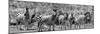Awesome South Africa Collection Panoramic - Herd of Zebras B&W-Philippe Hugonnard-Mounted Photographic Print