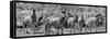 Awesome South Africa Collection Panoramic - Herd of Zebras B&W-Philippe Hugonnard-Framed Stretched Canvas