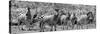 Awesome South Africa Collection Panoramic - Herd of Zebras B&W-Philippe Hugonnard-Stretched Canvas