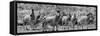 Awesome South Africa Collection Panoramic - Herd of Zebras B&W-Philippe Hugonnard-Framed Stretched Canvas