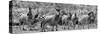 Awesome South Africa Collection Panoramic - Herd of Zebras B&W-Philippe Hugonnard-Stretched Canvas