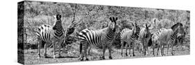 Awesome South Africa Collection Panoramic - Herd of Zebras B&W-Philippe Hugonnard-Stretched Canvas