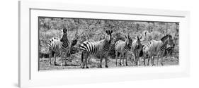 Awesome South Africa Collection Panoramic - Herd of Zebras B&W-Philippe Hugonnard-Framed Photographic Print