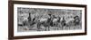 Awesome South Africa Collection Panoramic - Herd of Zebras B&W-Philippe Hugonnard-Framed Photographic Print