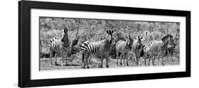 Awesome South Africa Collection Panoramic - Herd of Zebras B&W-Philippe Hugonnard-Framed Photographic Print