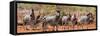 Awesome South Africa Collection Panoramic - Herd of Zebras-Philippe Hugonnard-Framed Stretched Canvas