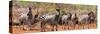 Awesome South Africa Collection Panoramic - Herd of Zebras-Philippe Hugonnard-Stretched Canvas