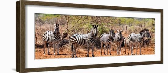 Awesome South Africa Collection Panoramic - Herd of Zebras-Philippe Hugonnard-Framed Photographic Print