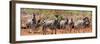 Awesome South Africa Collection Panoramic - Herd of Zebras-Philippe Hugonnard-Framed Photographic Print