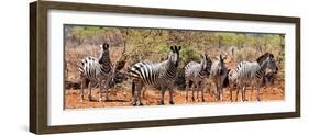 Awesome South Africa Collection Panoramic - Herd of Zebras-Philippe Hugonnard-Framed Photographic Print