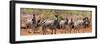 Awesome South Africa Collection Panoramic - Herd of Zebras-Philippe Hugonnard-Framed Photographic Print