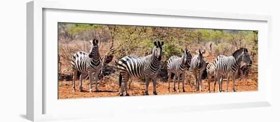 Awesome South Africa Collection Panoramic - Herd of Zebras-Philippe Hugonnard-Framed Photographic Print