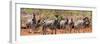 Awesome South Africa Collection Panoramic - Herd of Zebras-Philippe Hugonnard-Framed Photographic Print