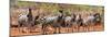 Awesome South Africa Collection Panoramic - Herd of Zebras-Philippe Hugonnard-Mounted Photographic Print