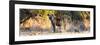 Awesome South Africa Collection Panoramic - Hyena at Sunrise-Philippe Hugonnard-Framed Photographic Print