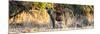 Awesome South Africa Collection Panoramic - Hyena at Sunrise-Philippe Hugonnard-Mounted Photographic Print