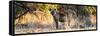 Awesome South Africa Collection Panoramic - Hyena at Sunrise-Philippe Hugonnard-Framed Stretched Canvas