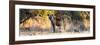 Awesome South Africa Collection Panoramic - Hyena at Sunrise-Philippe Hugonnard-Framed Photographic Print