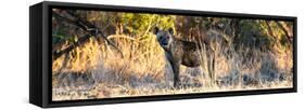 Awesome South Africa Collection Panoramic - Hyena at Sunrise-Philippe Hugonnard-Framed Stretched Canvas