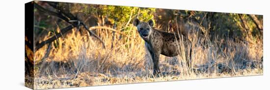 Awesome South Africa Collection Panoramic - Hyena at Sunrise-Philippe Hugonnard-Stretched Canvas
