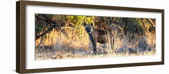 Awesome South Africa Collection Panoramic - Hyena at Sunrise-Philippe Hugonnard-Framed Photographic Print