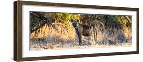 Awesome South Africa Collection Panoramic - Hyena at Sunrise-Philippe Hugonnard-Framed Photographic Print