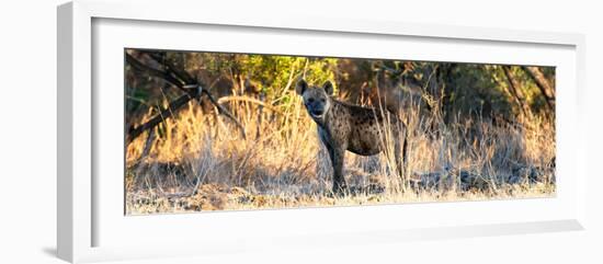 Awesome South Africa Collection Panoramic - Hyena at Sunrise-Philippe Hugonnard-Framed Photographic Print