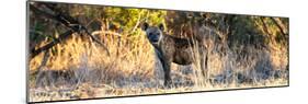 Awesome South Africa Collection Panoramic - Hyena at Sunrise-Philippe Hugonnard-Mounted Photographic Print