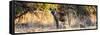 Awesome South Africa Collection Panoramic - Hyena at Sunrise-Philippe Hugonnard-Framed Stretched Canvas