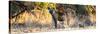 Awesome South Africa Collection Panoramic - Hyena at Sunrise-Philippe Hugonnard-Stretched Canvas