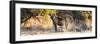 Awesome South Africa Collection Panoramic - Hyena at Sunrise-Philippe Hugonnard-Framed Premium Photographic Print