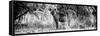 Awesome South Africa Collection Panoramic - Hyena B&W-Philippe Hugonnard-Framed Stretched Canvas