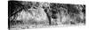 Awesome South Africa Collection Panoramic - Hyena B&W-Philippe Hugonnard-Stretched Canvas