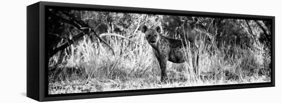 Awesome South Africa Collection Panoramic - Hyena B&W-Philippe Hugonnard-Framed Stretched Canvas