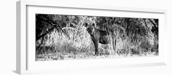 Awesome South Africa Collection Panoramic - Hyena B&W-Philippe Hugonnard-Framed Photographic Print