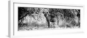 Awesome South Africa Collection Panoramic - Hyena B&W-Philippe Hugonnard-Framed Photographic Print
