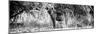 Awesome South Africa Collection Panoramic - Hyena B&W-Philippe Hugonnard-Mounted Photographic Print