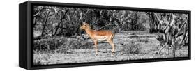 Awesome South Africa Collection Panoramic - Impala Antelope II-Philippe Hugonnard-Framed Stretched Canvas